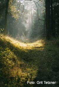 Schamanische Arbeit : Wald : Foto; Grit Tetzner